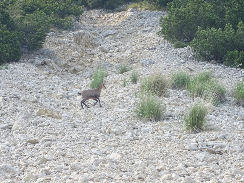 Rupicapra rupicapra.....dal Trentino Alto Adige